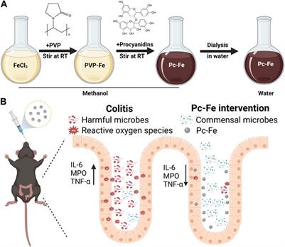 Engineered procyanidin-Fe nanoparticle alleviates intestinal inflammation through scavenging ROS and altering gut microbiome in colitis mice